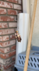 Latrodectus hesperus