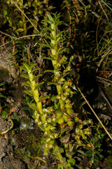 Fernandezia crystallina