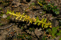 Fernandezia crystallina