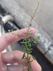 Lepidium ruderale