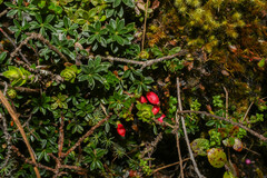 Disterigma empetrifolium