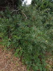 Hippophae rhamnoides
