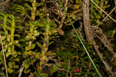 Fernandezia crystallina