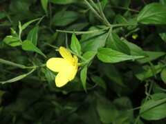 Haplophyton cimicidum
