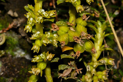 Fernandezia crystallina