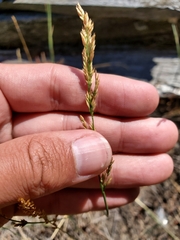 Poa interior