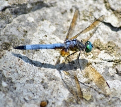 Pachydiplax longipennis