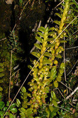 Fernandezia crystallina