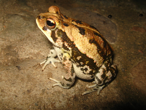 Marbled Toad