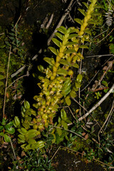 Fernandezia crystallina