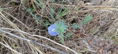 Linum perenne