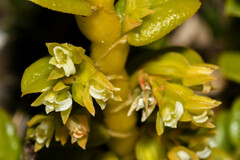 Fernandezia crystallina