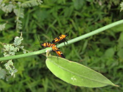 Oncopeltus spectabilis