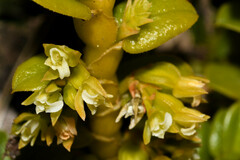 Fernandezia crystallina