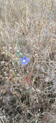 Linum perenne