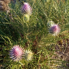 Ptilostemon echinocephalus