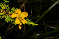 Hypericum laricifolium