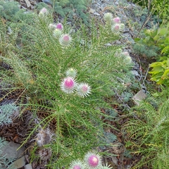 Ptilostemon echinocephalus
