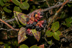 Gaultheria glomerata