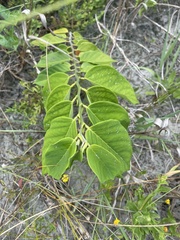 Dalbergia ecastaphyllum