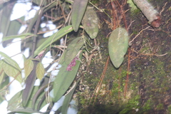 Acianthera pubescens