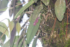 Acianthera pubescens