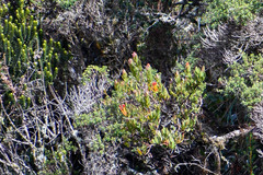 Tristerix longibracteatus
