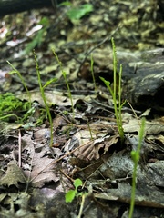 Botrychium simplex image