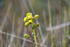 Senecio chionogeton
