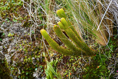 Phlegmariurus hystrix