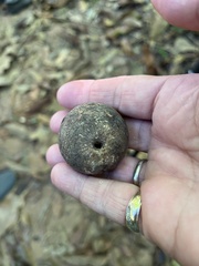 Bertholletia excelsa