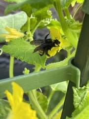 Bombus pensylvanicus
