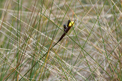 Sisyrinchium jamesonii