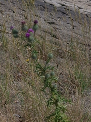 Cirsium vulgare