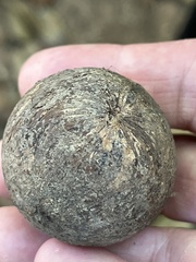 Bertholletia excelsa