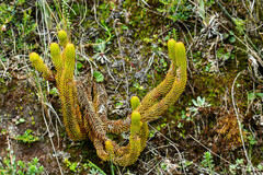 Phlegmariurus hystrix