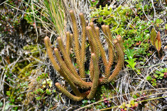 Phlegmariurus hystrix