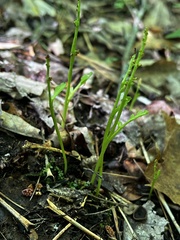 Botrychium tenebrosum