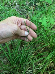Poa nemoralis