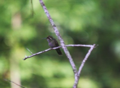 Lampornis amethystinus