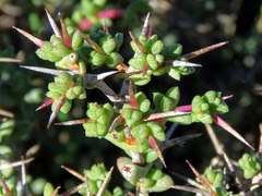 Ruschia spinosa