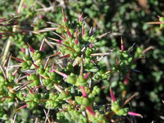 Ruschia spinosa