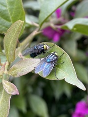 Sarconesiopsis magellanica