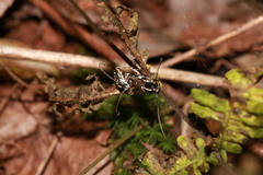 Glenea relicta