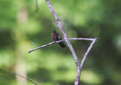 Lampornis amethystinus