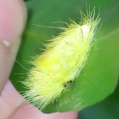 Cyanopepla fastuosa