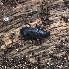 Xylopinus saperdoides
