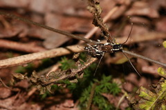 Glenea relicta