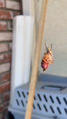 Latrodectus hesperus