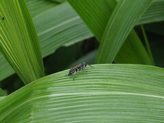 Liris subtessellatus